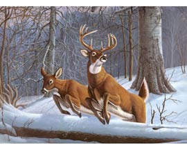 Royal & Langnickel® Painting by Number Large Adult Kit - White Tails