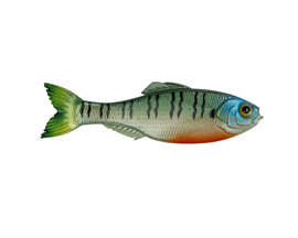 6th Sense Fishing® Panorama 2 Pk - 4K Bluegill