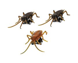 Racing Roaches