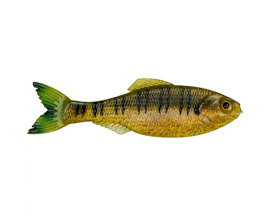6th Sense Fishing® Panorama Life Like Action Bass - Live Sunfish