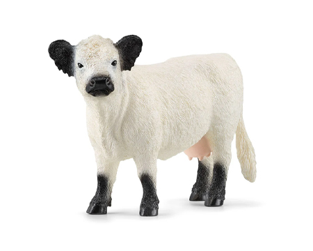 Galloway Cattle