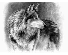 Sketching Made Easy Kit - Cautious Eyes