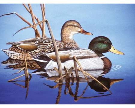 Adult Painting By Numbers Kit - Blue Water Mallards