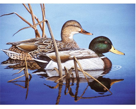 Adult Painting By Numbers Kit - Blue Water Mallards