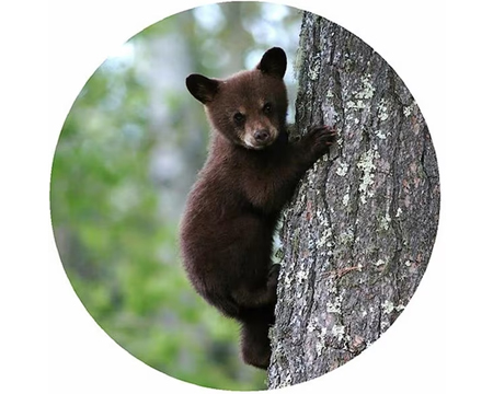 Jar Opener - Bear
