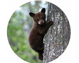 Jar Opener - Bear