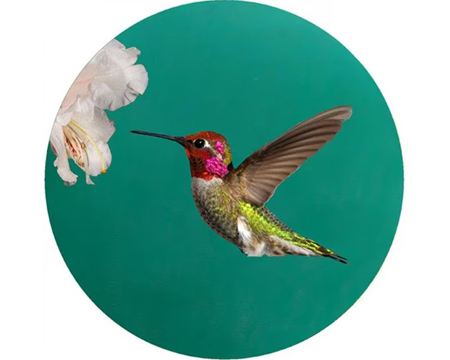 Jar Opener -  Annas Hummingbird