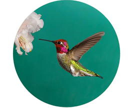 Jar Opener -  Annas Hummingbird