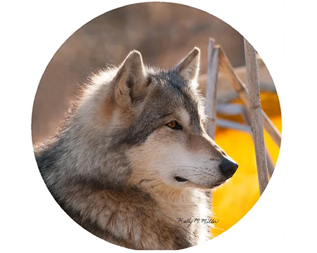 Jar Opener - Wolf 