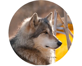 Jar Opener - Wolf 