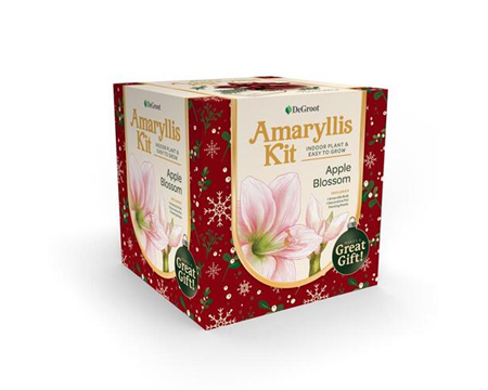Amaryllis Growing Kit