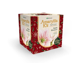 Amaryllis Growing Kit
