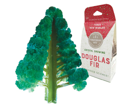 Crystal Growing Douglas Fir