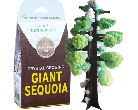 Crystal Growing Giant Sequoia