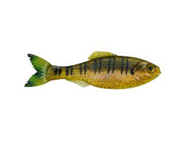 6th Sense Fishing® Panorama Live - Live Sunfish