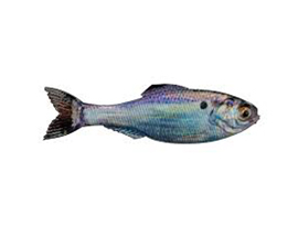 6th Sense Fishing® Panorama Live - Gizzard Shad
