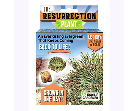 Unique Gardener® The Resurrection Plant
