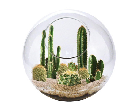 Unique Gardener® Mini Desertscape Collection