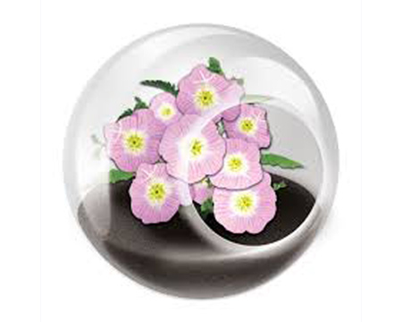 Unique Gardener® Tiny Terrarium Pretty Primrose Flower
