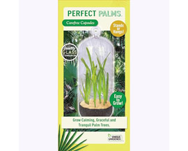 Unique Gardener® Tiny Terrarium Grow Standing Glass Capsule Starter Kit 