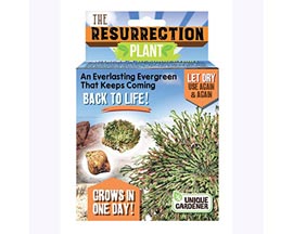 Unique Gardener® The Resurrection Plant