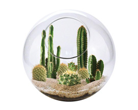 Unique Gardener® Mini Desertscape Collection