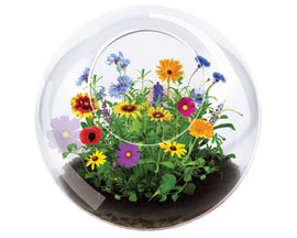 Unique Gardener® Wildflower Blooms Terrarium 
