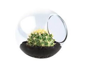 Unique Gardener® Tiny Terrarium Golden Barrel Cactus