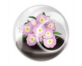 Unique Gardener® Tiny Terrarium Pretty Primrose Flower