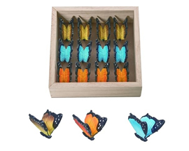 Mini Butterflies In Crate