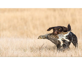 Hunting Dog Training Gear