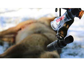Predator & Big Game Calls