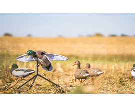 Waterfowl Decoys & Accessories