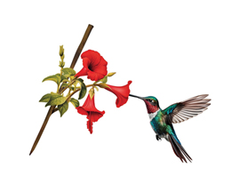 Spinfinity® Hummingbird Tree Stake