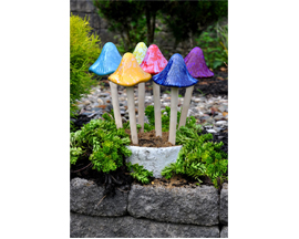 Sun Drenched Mushrooms - Grande