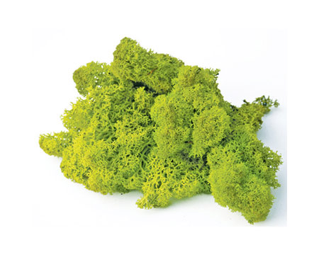SuperMoss&reg; 8 oz. Preserved Reindeer Moss Decorative Filler - Chartreuse Green