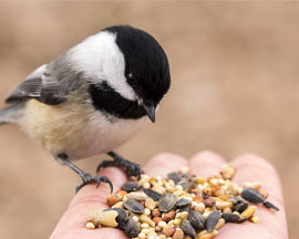 Bird Feed