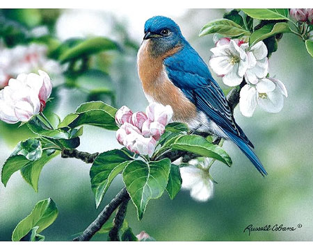 Bluebird On Apple Blossoms Puzzle