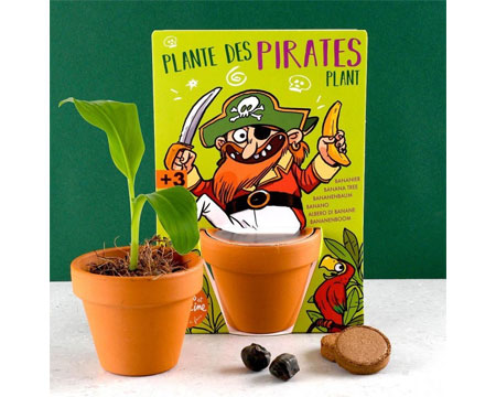 Grow Kit Banana Plant