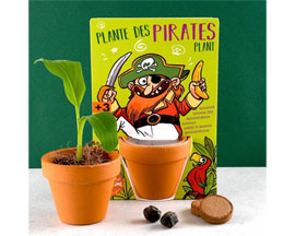 Grow Kit Banana Plant