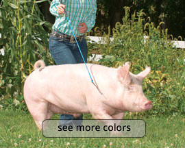 Weaver Leather 39" Deluxe Pig Whip - Multiple Colors