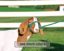 Weaver Leather Poly Rope Sheep Halter - choose your colors