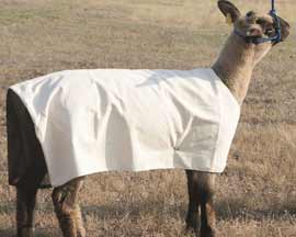 Mustang Manufacturing Cotton Duck Sheep Blanket