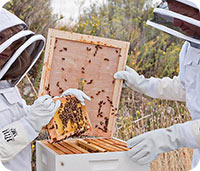 Bee Keeping